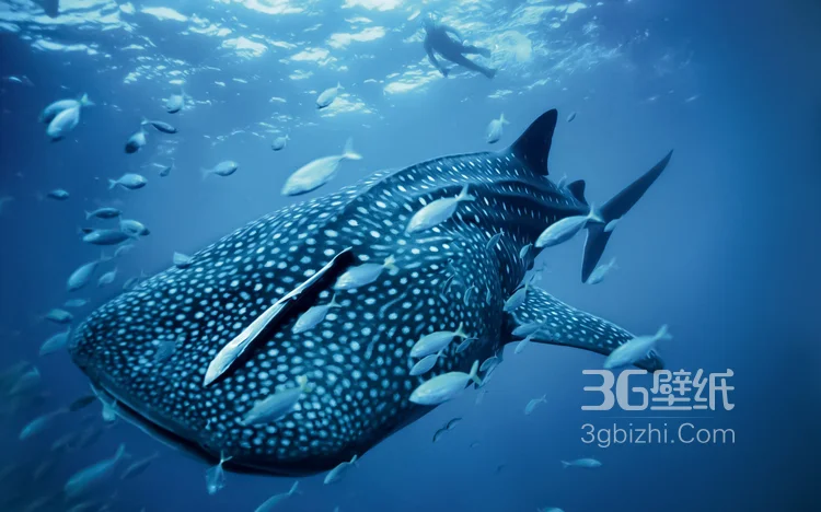 温顺的鲨鱼，鲸鲨图片 海上捕食的鲸鲨11