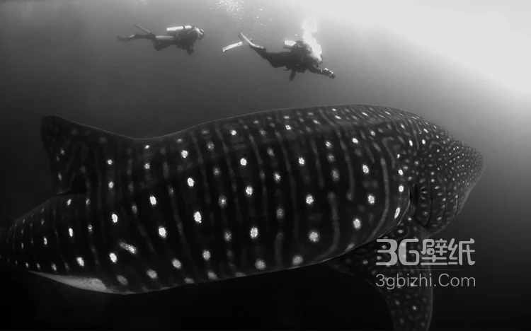 温顺的鲨鱼,鲸鲨图片 海上捕食的鲸鲨12