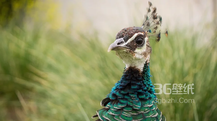 鸟类的选美冠军“孔雀”，开屏孔雀的一组高清图片5