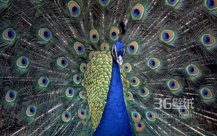 鸟类的选美冠军“孔雀”，开屏孔雀的一组高清图片6