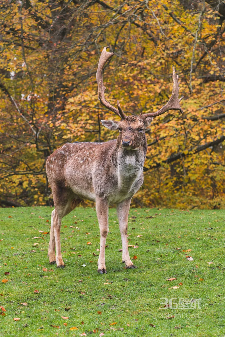 森林里的野生梅花鹿图片12