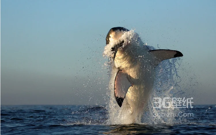 温顺的鲨鱼，鲸鲨图片 海上捕食的鲸鲨5