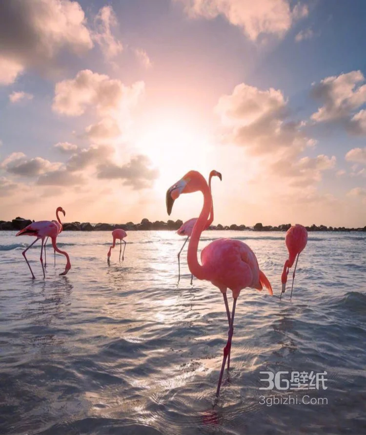夕阳下，海边悠闲漫步的粉红火烈鸟唯美图片2