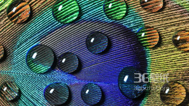 鸟类的选美冠军“孔雀”，开屏孔雀的一组高清图片11