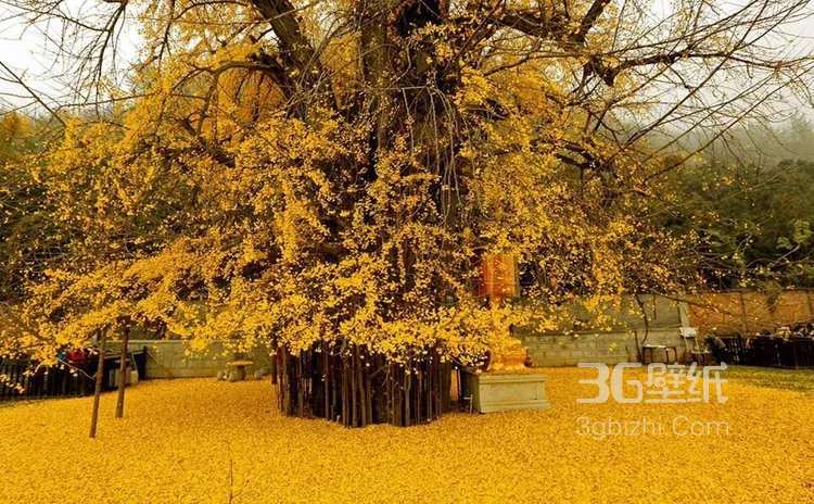 美了1400多年的银杏树图片，满地的金黄，太美了3