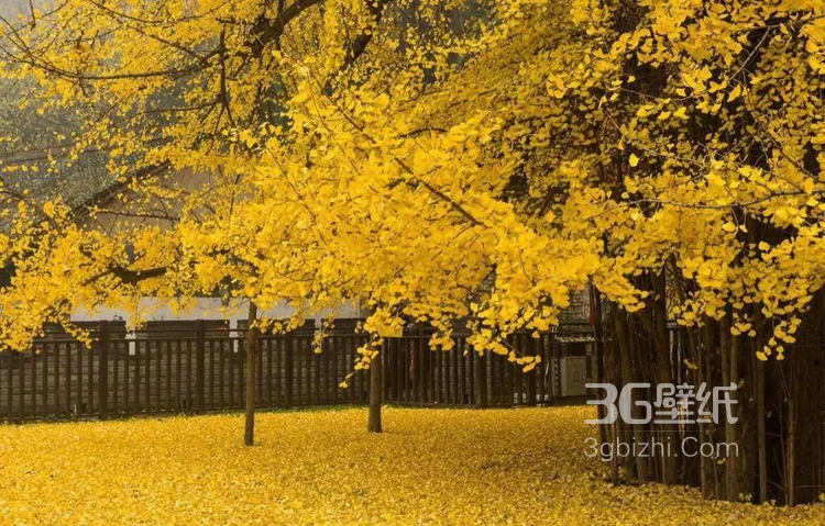 美了1400多年的银杏树图片，满地的金黄，太美了4