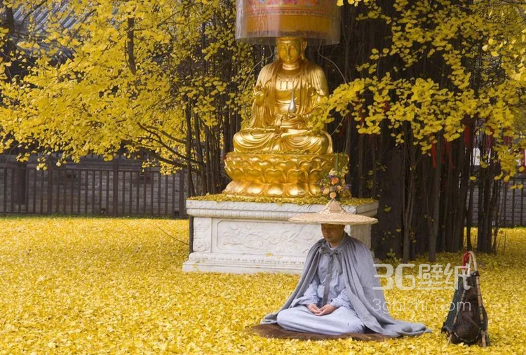 美了1400多年的银杏树图片，满地的金黄，太美了7