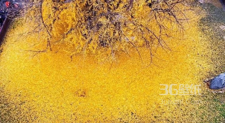 美了1400多年的银杏树图片，满地的金黄，太美了2
