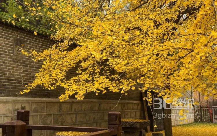 美了1400多年的银杏树图片，满地的金黄，太美了6