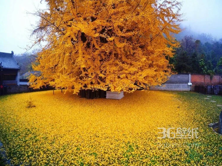 美了1400多年的银杏树图片，满地的金黄，太美了8