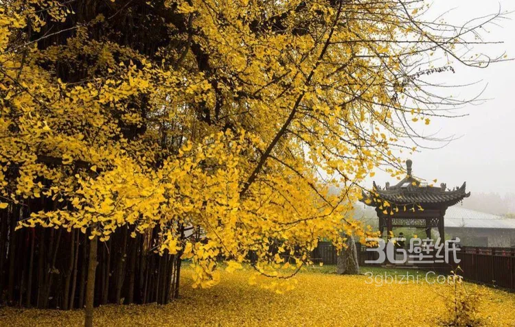 美了1400多年的银杏树图片，满地的金黄，太美了5