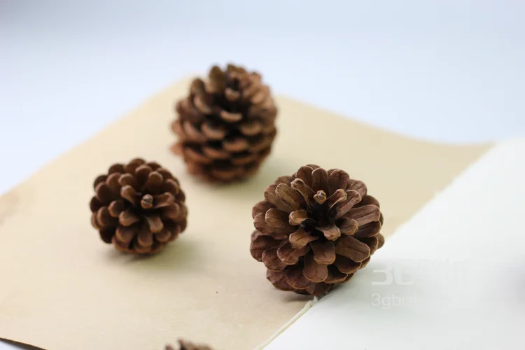 松子图片，松子摆拍图片，松子素材图片8