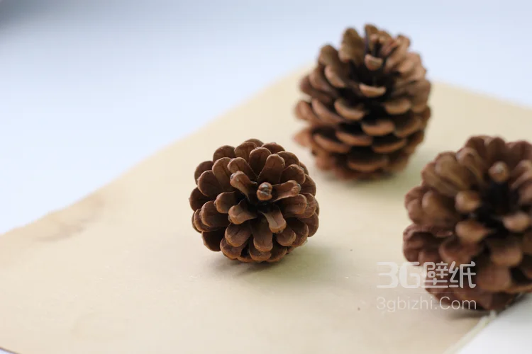 松子图片，松子摆拍图片，松子素材图片9