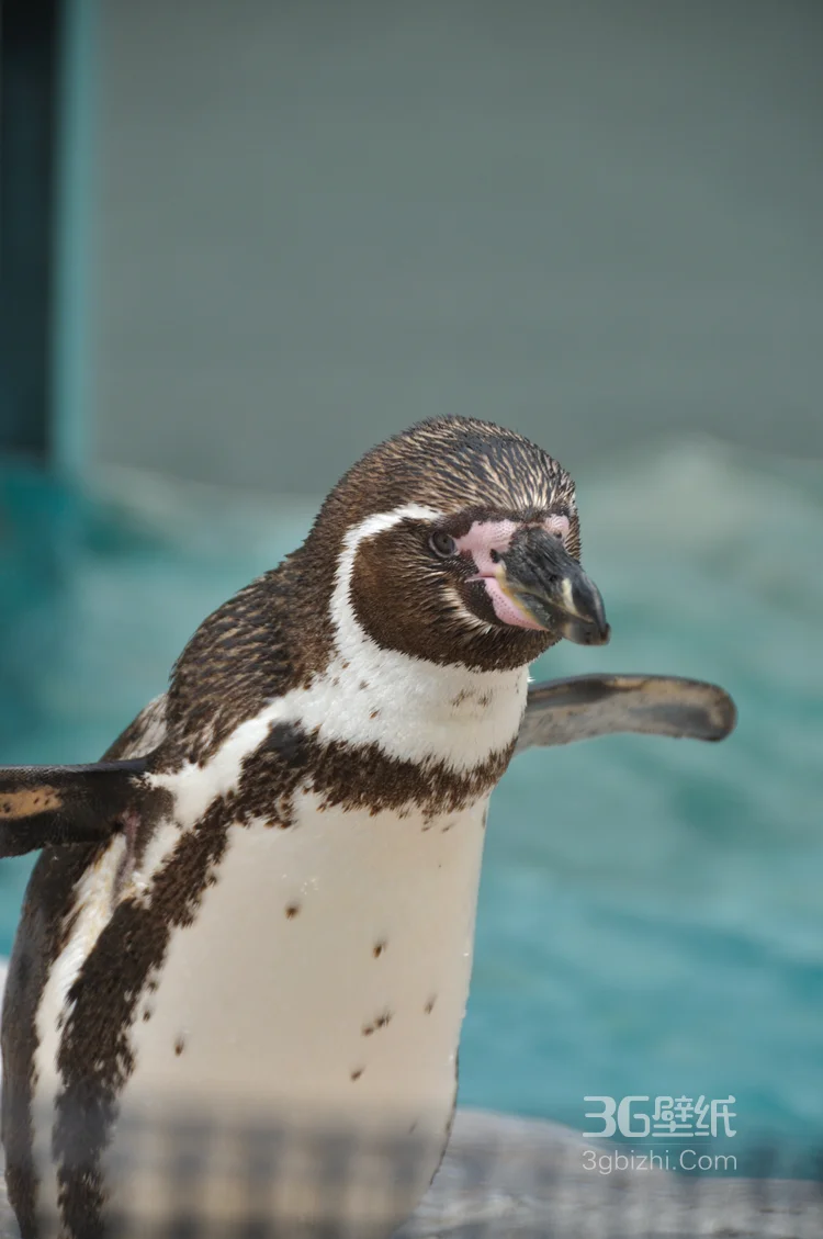 萌萌的北极企鹅图片，企鹅近照图片8