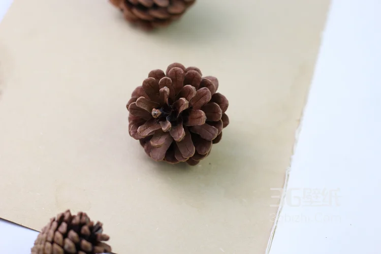 松子图片，松子摆拍图片，松子素材图片11