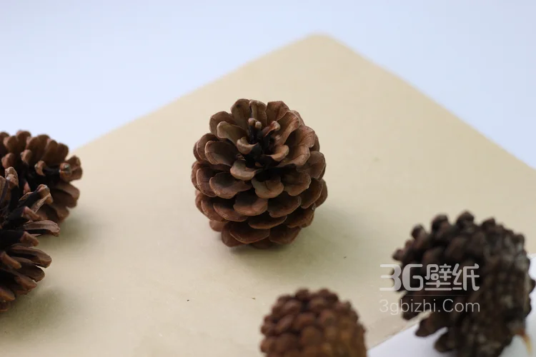 松子图片，松子摆拍图片，松子素材图片5