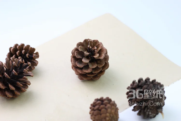 松子图片，松子摆拍图片，松子素材图片6