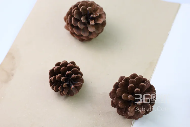 松子图片，松子摆拍图片，松子素材图片10