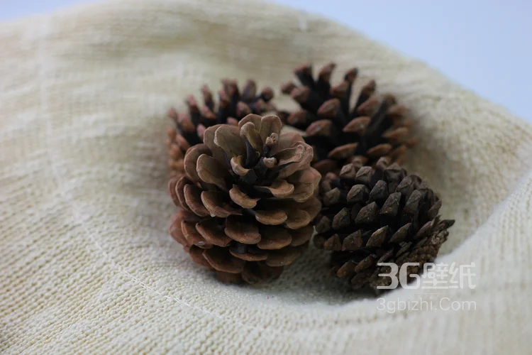 松子图片，松子摆拍图片，松子素材图片2