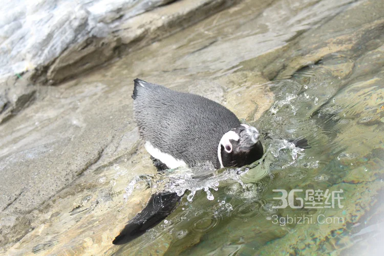 萌萌的北极企鹅图片，企鹅近照图片6