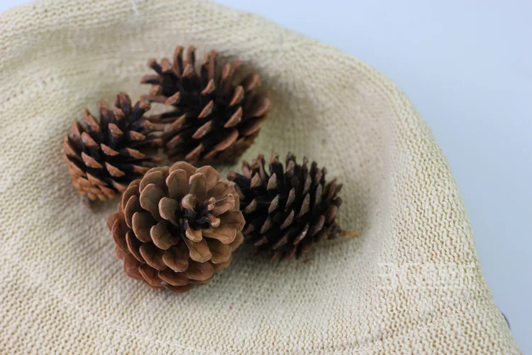 松子图片，松子摆拍图片，松子素材图片3