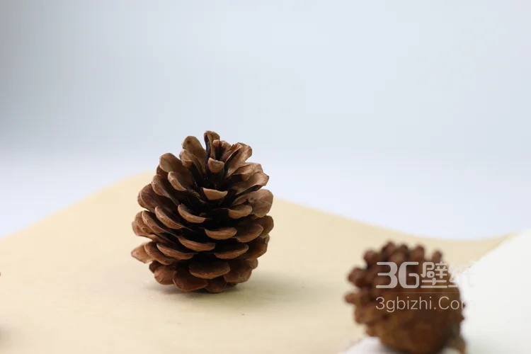 松子图片，松子摆拍图片，松子素材图片7