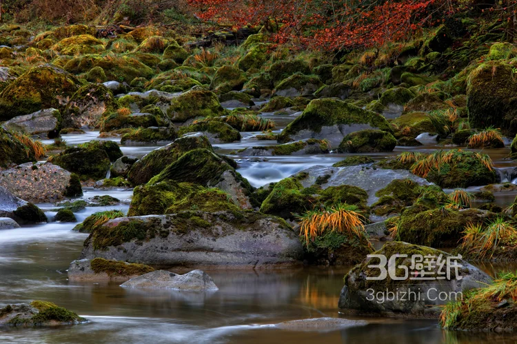 原始森林的小溪流图片，唯美，清新7