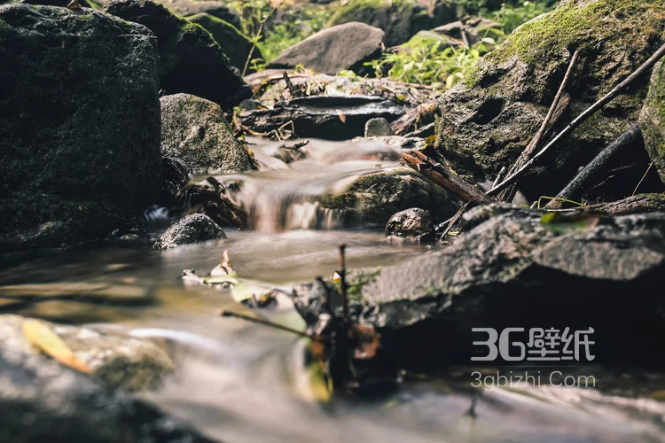 原始森林的小溪流图片，唯美，清新10