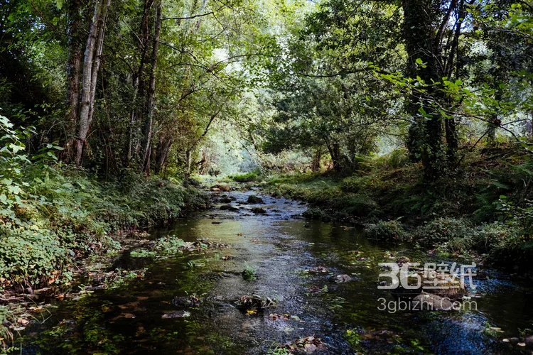 原始森林的小溪流图片，唯美，清新4