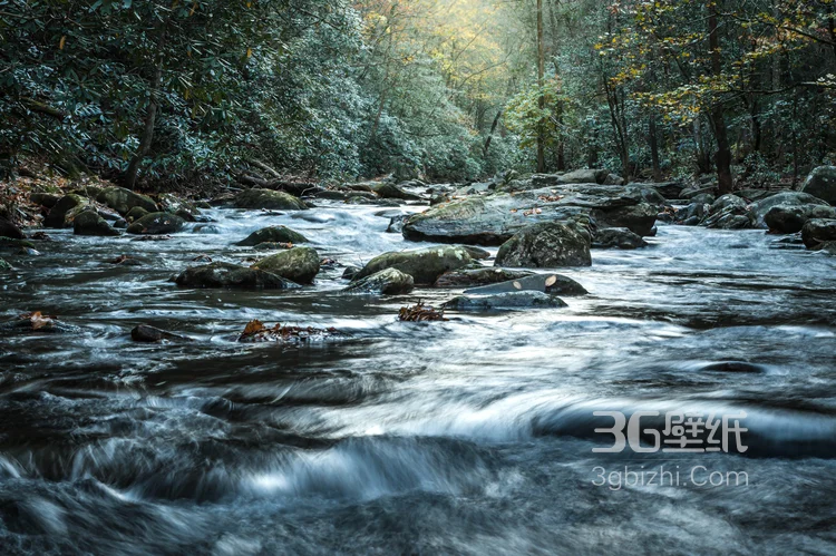 原始森林的小溪流图片，唯美，清新3