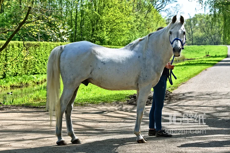 马中的贵族“白马”的超清无水印大图10