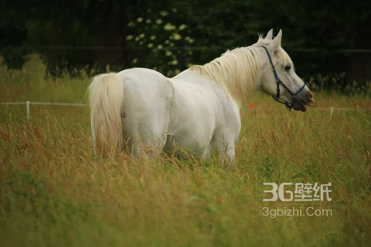 马中的贵族“白马”的超清无水印大图7
