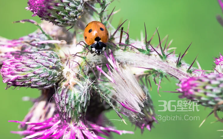 瓢虫，鲜花上的七星瓢虫图片4