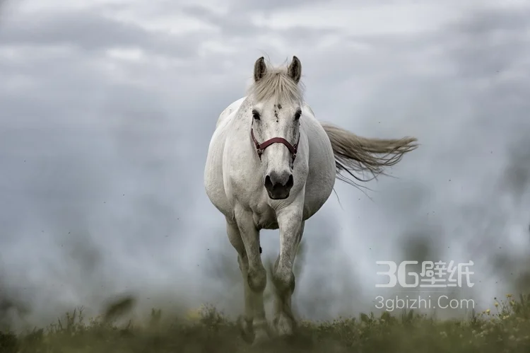 马中的贵族“白马”的超清无水印大图11