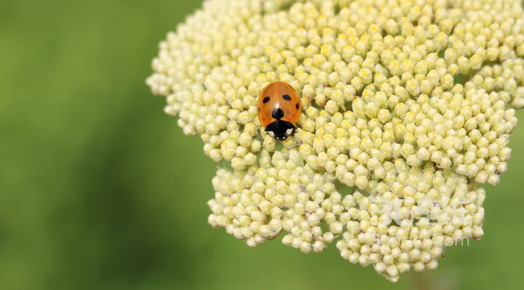 瓢虫，鲜花上的七星瓢虫图片5
