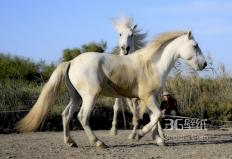 马中的贵族“白马”的超清无水印大图3