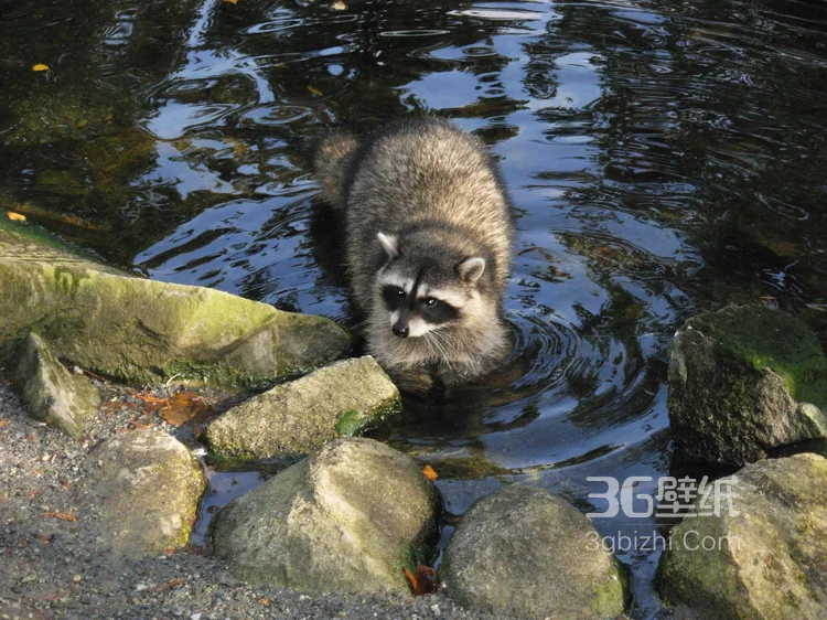 呆萌可爱的小浣熊高清图片10