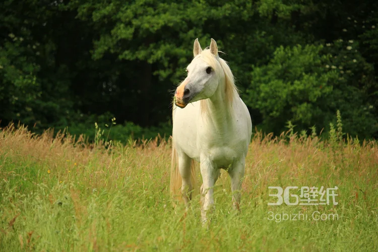 马中的贵族“白马”的超清无水印大图4