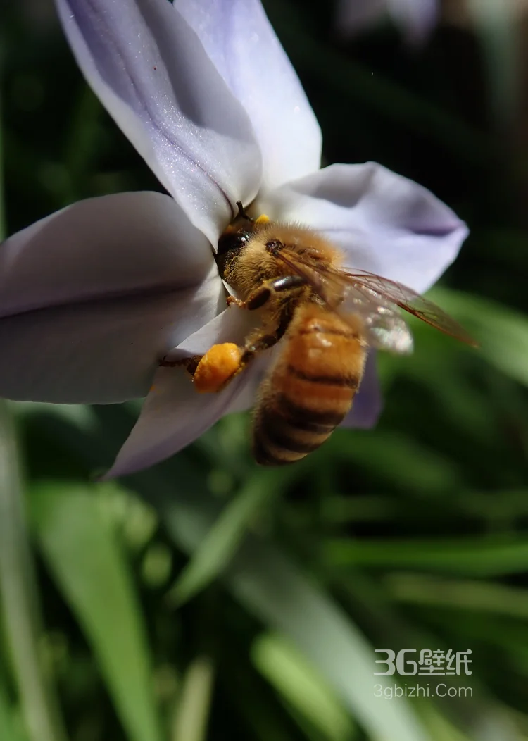 在各类鲜花下采蜜的小蜜蜂图片3