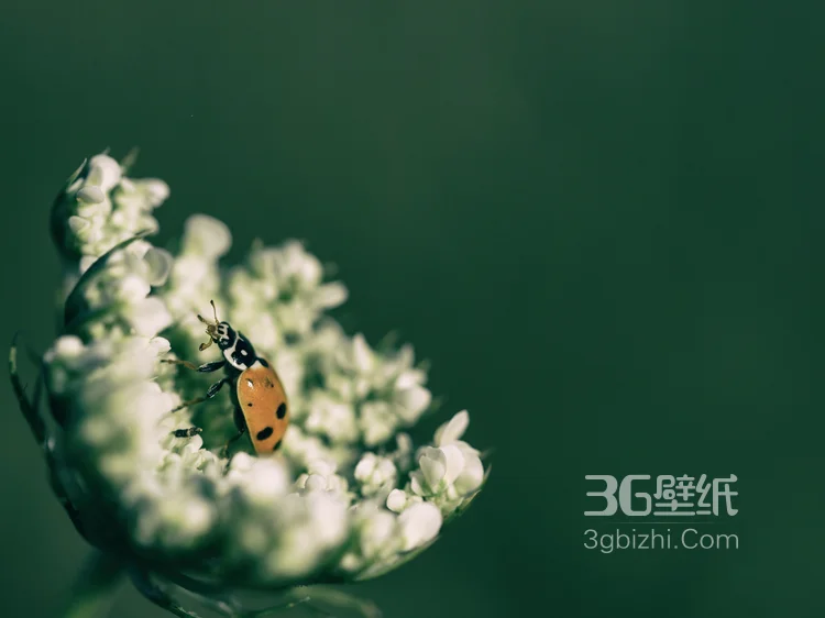 瓢虫，鲜花上的七星瓢虫图片6