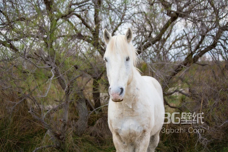 马中的贵族“白马”的超清无水印大图6