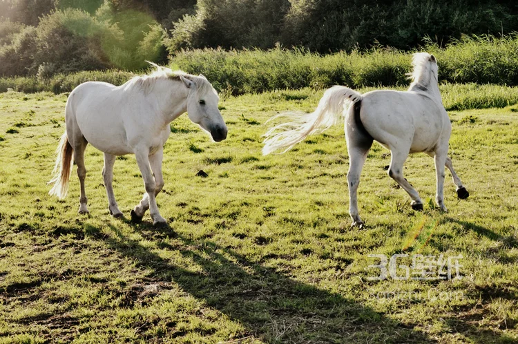 马中的贵族“白马”的超清无水印大图9