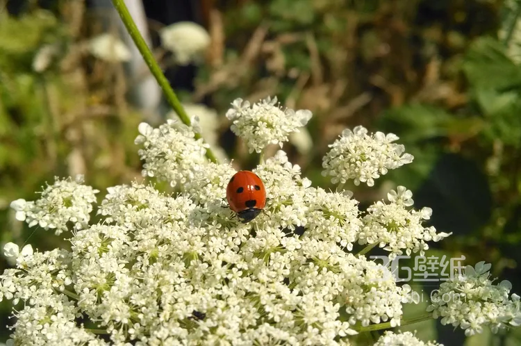 瓢虫，鲜花上的七星瓢虫图片2