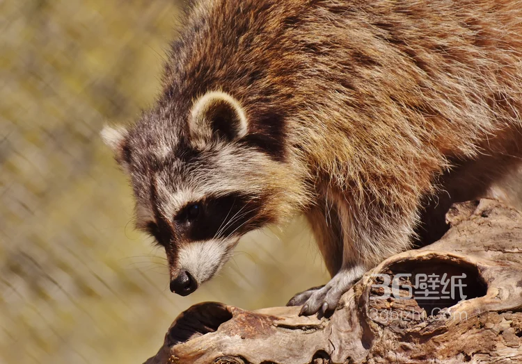 呆萌可爱的小浣熊高清图片11