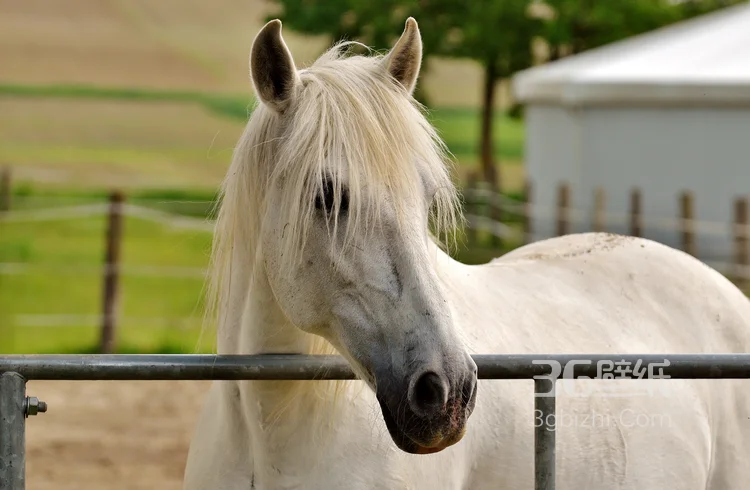马中的贵族“白马”的超清无水印大图2