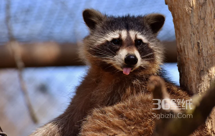 呆萌可爱的小浣熊高清图片13
