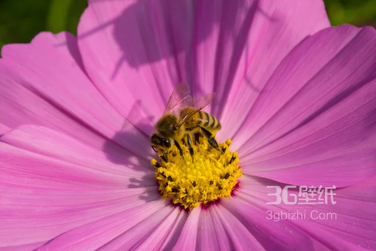 在各类鲜花下采蜜的小蜜蜂图片7