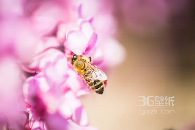 在各类鲜花下采蜜的小蜜蜂图片2