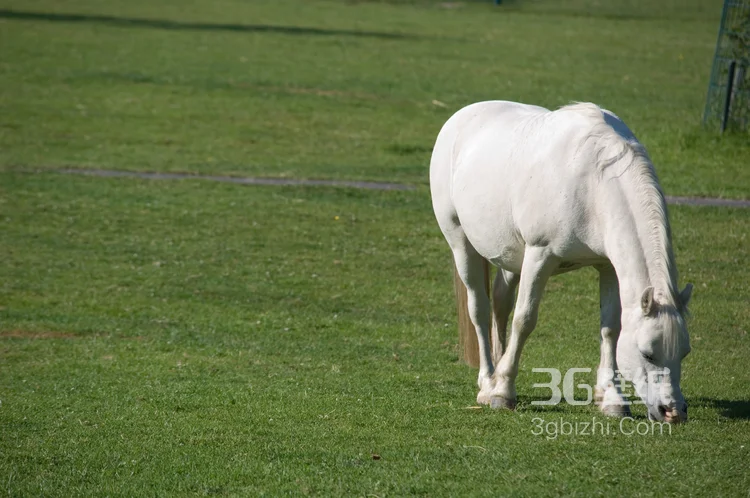 马中的贵族“白马”的超清无水印大图8