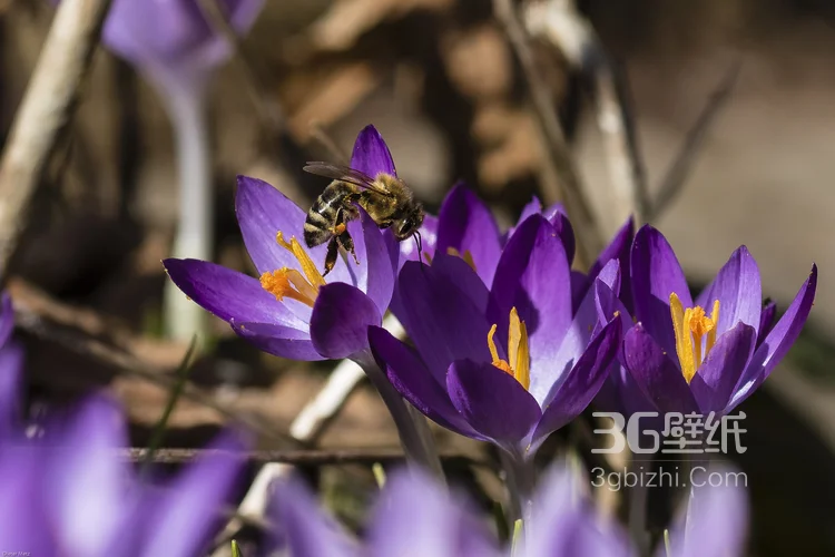 在各类鲜花下采蜜的小蜜蜂图片5